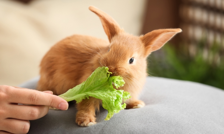 Principali caratteristiche della dieta del coniglio da compagnia.